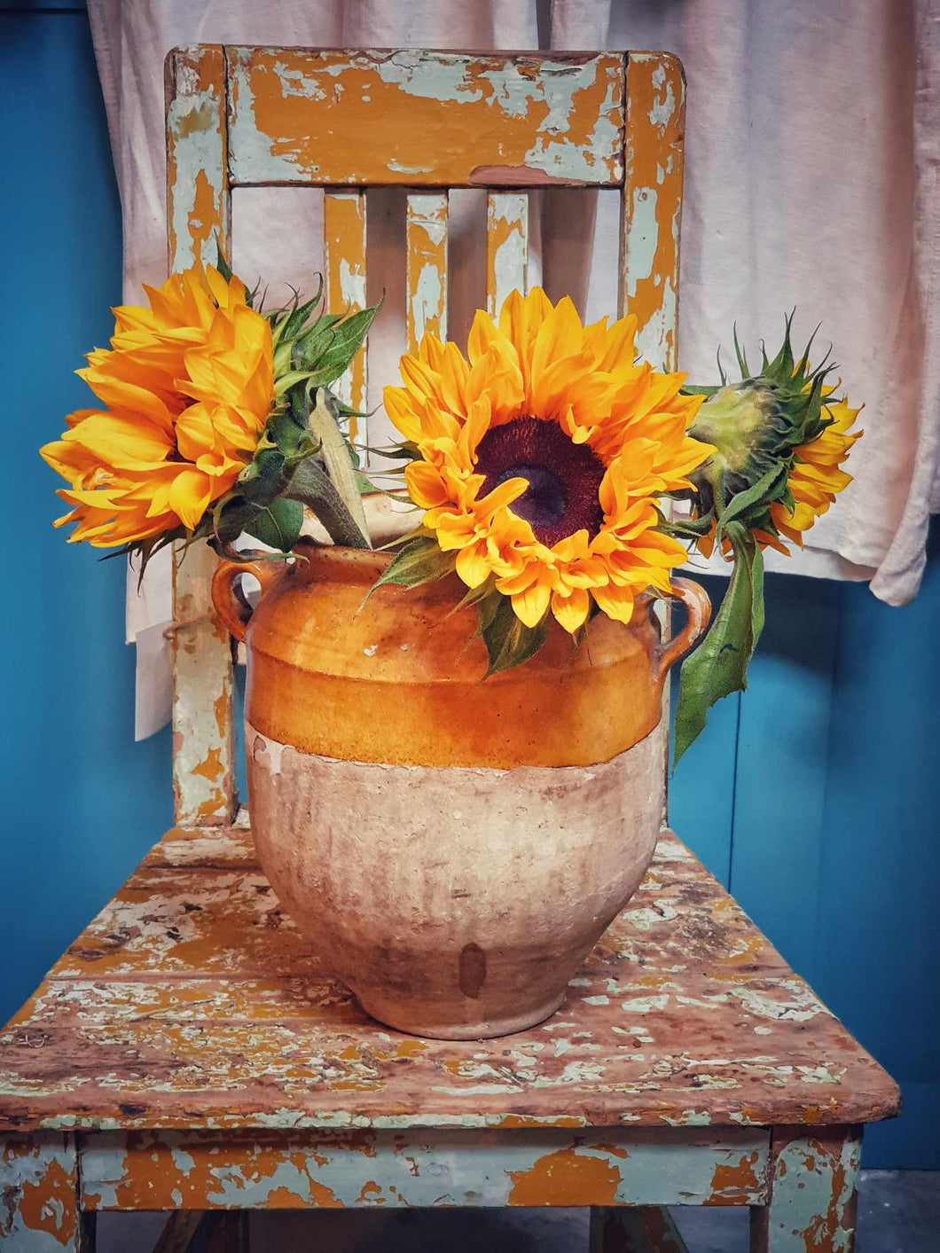 French antique 19th century confit pot with mustard glaze filledwith sunflowers. sitting ontop of a Swedish antique pantedfarmhouse chair with light blue chippy paint. behind is old antique french linen shirs hanging up. Dusty gems interiors nantwich cheshire 